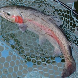 雨のトラポンで爆釣！ ～岡崎トラウトポンド～